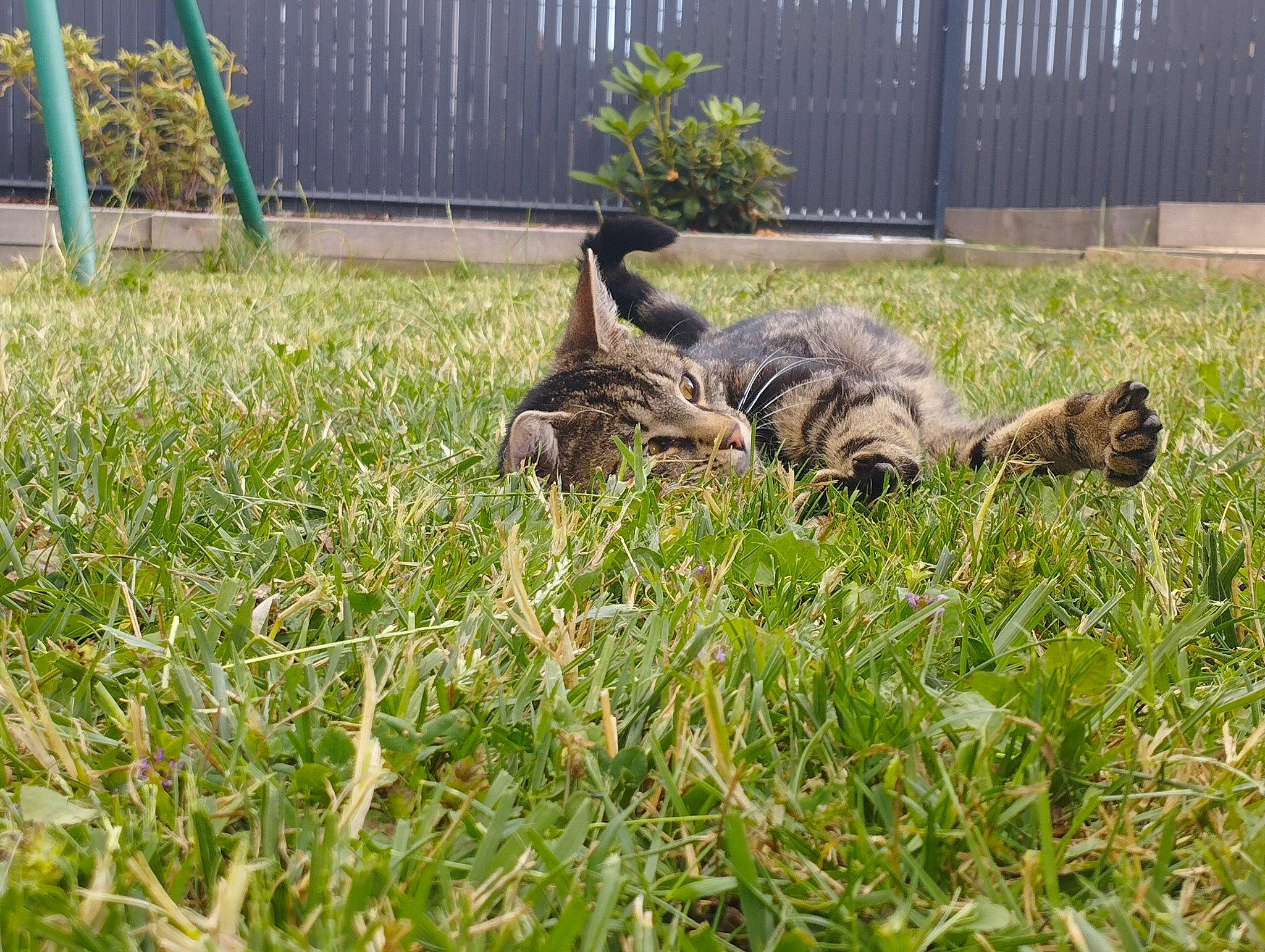 Mickey participe au concours pour gagner de l'argent avec cette photo : felidae, fence, fur, garden, grass, grass_family, grassland, groundcover, herb, home_fencing, landscape, lawn, plant, reptile, soil, tail, terrestrial_animal, wildlife, wood, yard