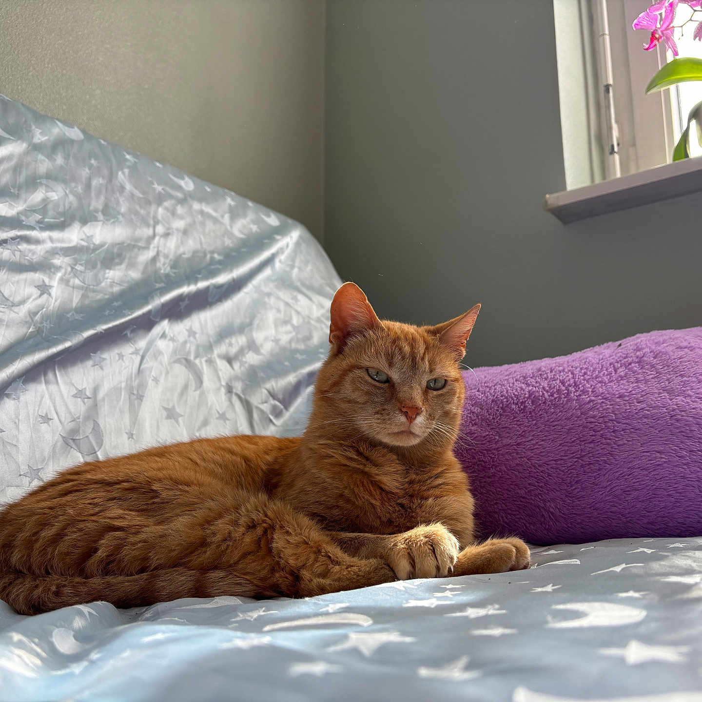 Caramel participe au concours pour gagner de l'argent avec cette photo : bed, cat, comfort, cozy, domestic_animal, feline, flower_pot, fur, ginger_cat, home, indoor, pet, pillow, plant, purple_pillow, relaxed, resting, sheet, sunlight, window