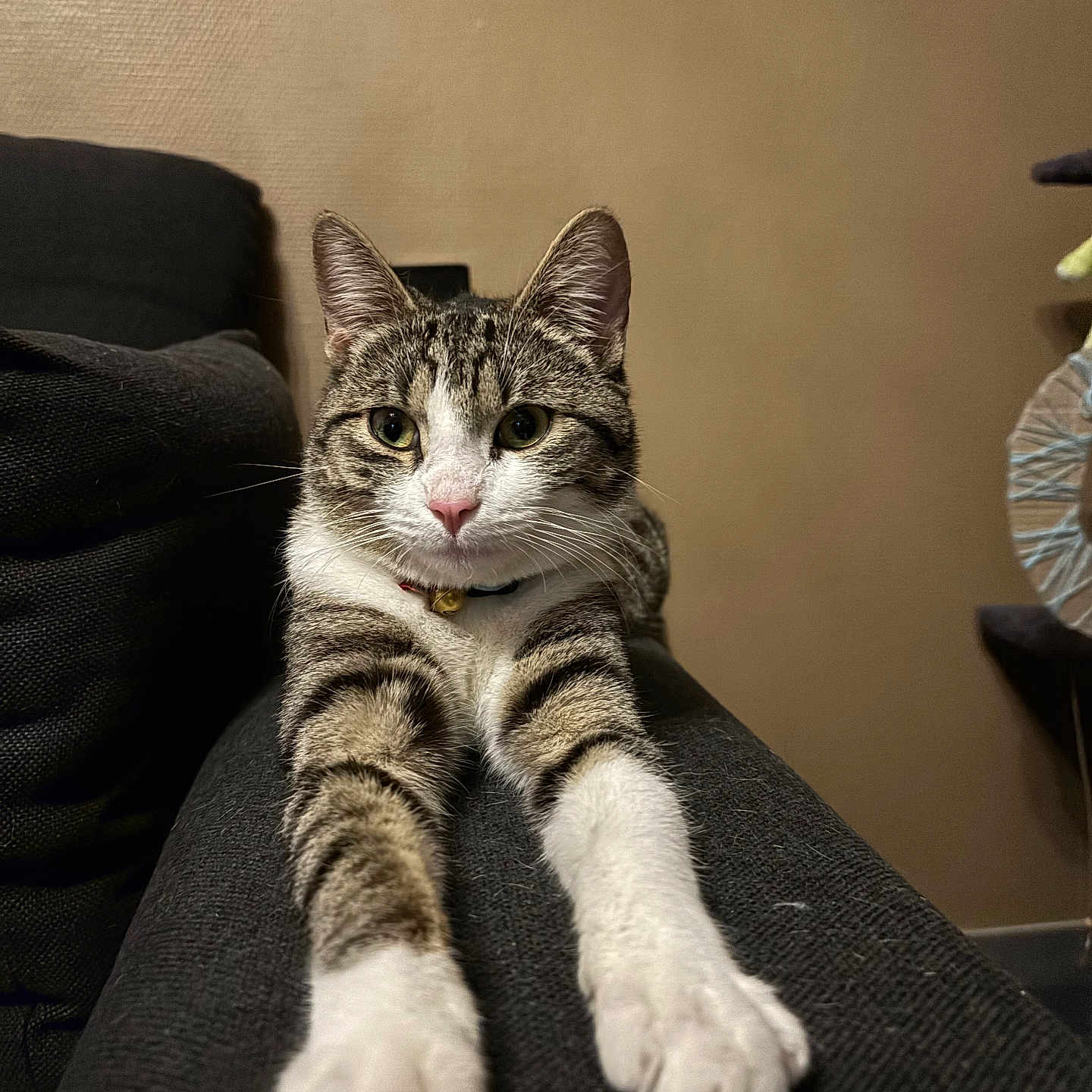 𝗩𝗲𝗴𝗮𝘀 participe au concours pour gagner de l'argent avec cette photo : animal, brown, cat, closeup, couch, domestic_animal, ears, feline, fur, furniture, home, indoor, looking, paws, pet, portrait, relaxed, stretching, tabby, whiskers