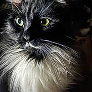 Maximus joined the competition — help win amazing prizes! cat, feline, long_hair, black_cat, white_ruff, whiskers, green_eyes, close_up, portrait, pet, indoor, dramatic_lighting, fur, ear, muzzle, gaze, soft_texture, animal, whisker_detail, nose