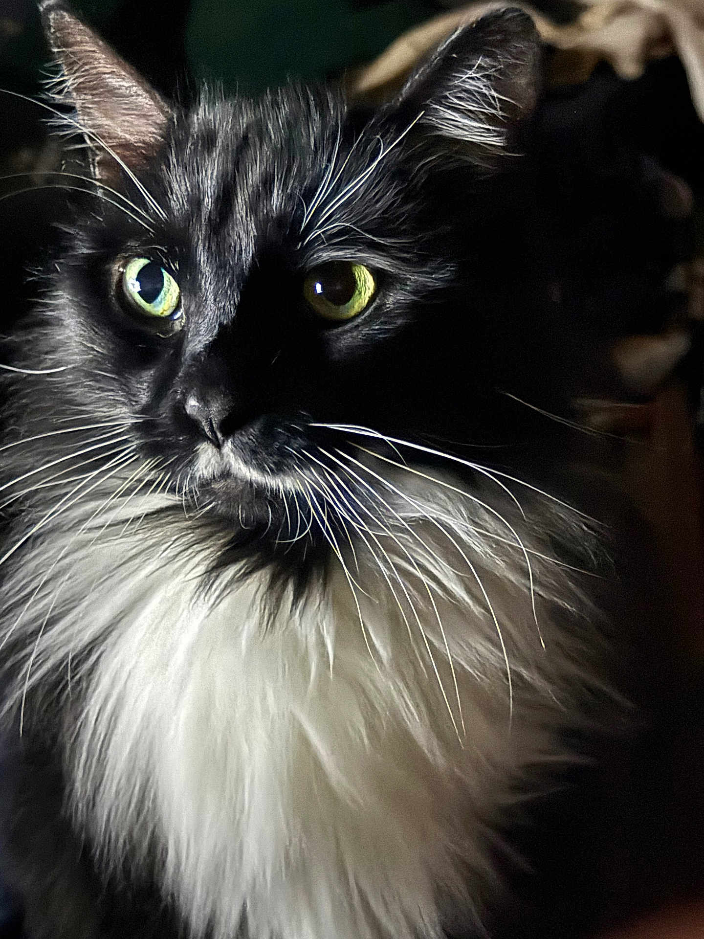Maximus joined the competition — help win amazing prizes! cat, feline, long_hair, black_cat, white_ruff, whiskers, green_eyes, close_up, portrait, pet, indoor, dramatic_lighting, fur, ear, muzzle, gaze, soft_texture, animal, whisker_detail, nose