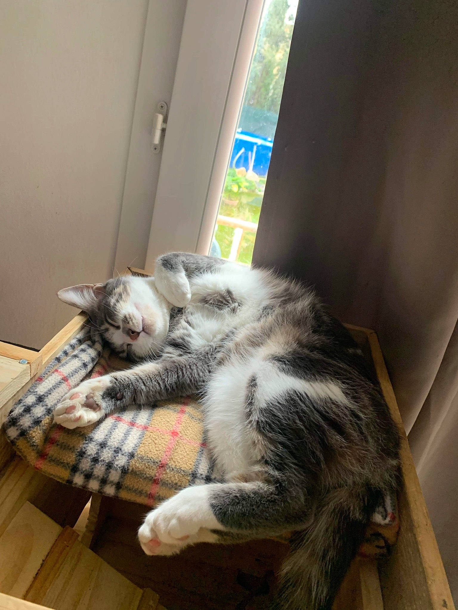 Grisou a rejoint le concours — aidez-le/la à gagner de superbes lots ! carnivore, cat, claw, comfort, domestic_short_haired_cat, felidae, flooring, fur, grey, hardwood, paw, small_to_medium_sized_cats, tail, whiskers, window, wood