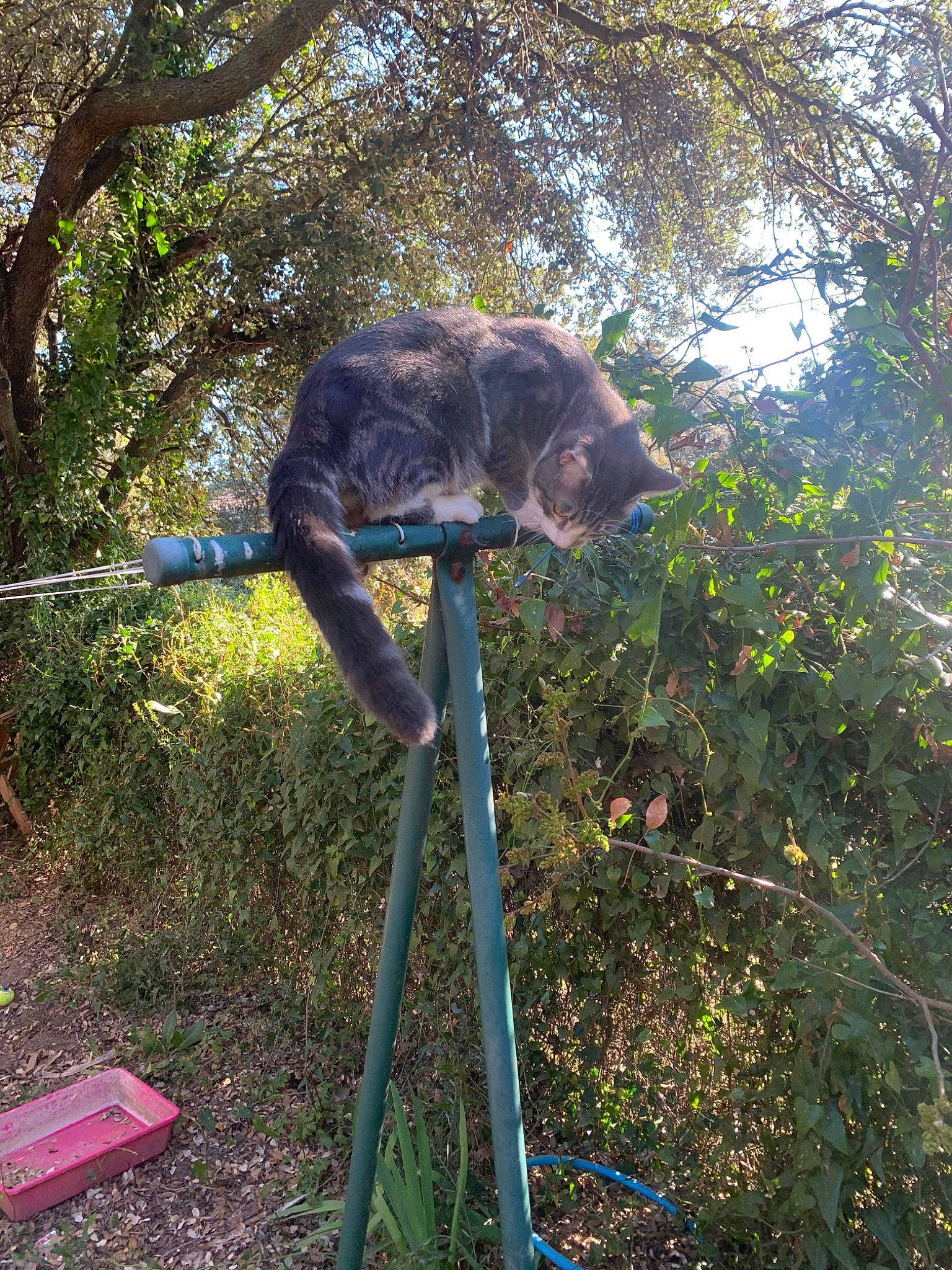 Grisou participe au concours pour gagner de l'argent avec cette photo : canidae, carnivore, chair, dog_breed, felidae, grass, jungle, plant, plant_stem, shade, soil, sporting_group, tail, terrestrial_animal, tree, trunk, twig, wildlife, window, woodland
