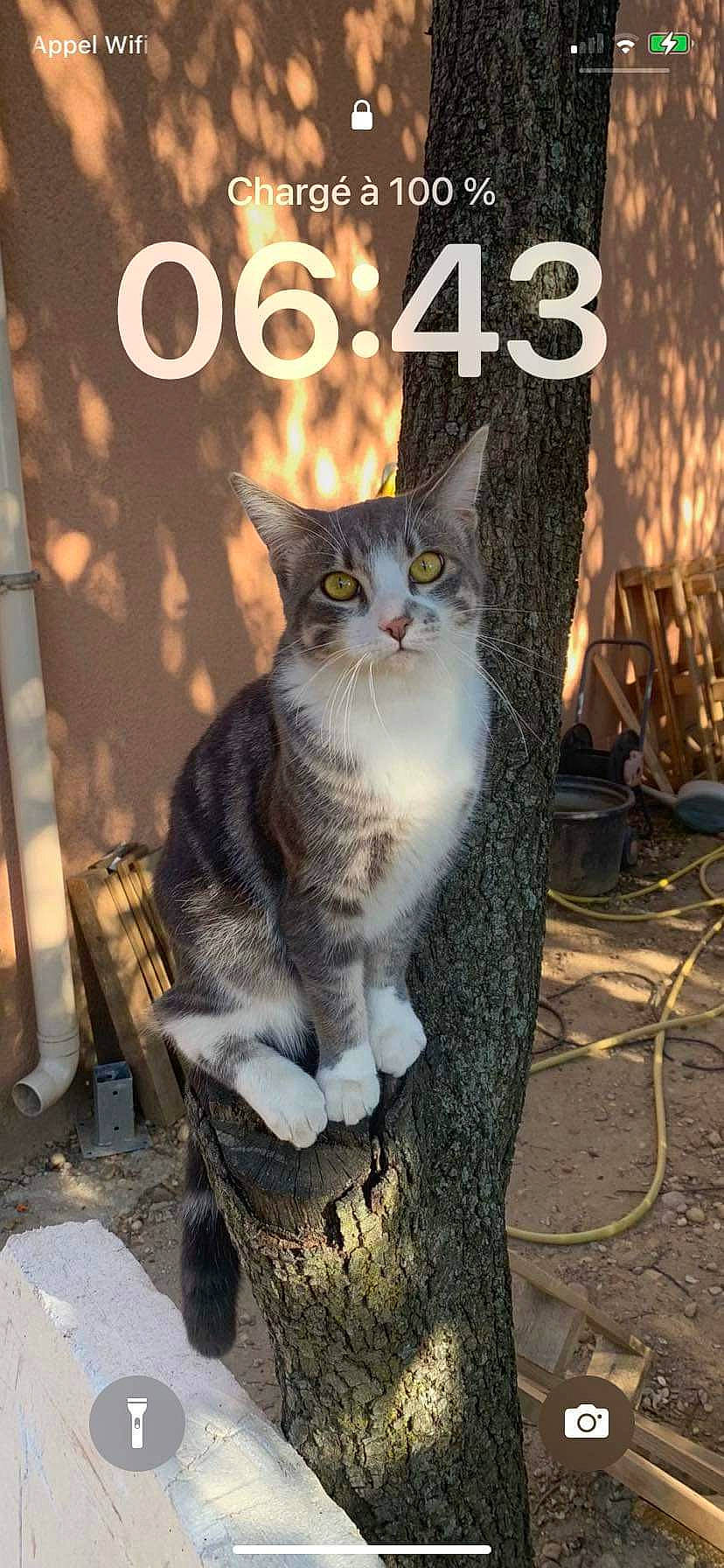 Grisou a rejoint le concours — aidez-le/la à gagner de superbes lots ! carnivore, cat, domestic_short_haired_cat, felidae, font, fur, grey, logo, paw, photo_caption, plant, sitting, small_to_medium_sized_cats, snout, tail, terrestrial_animal, tree, trunk, whiskers, wood