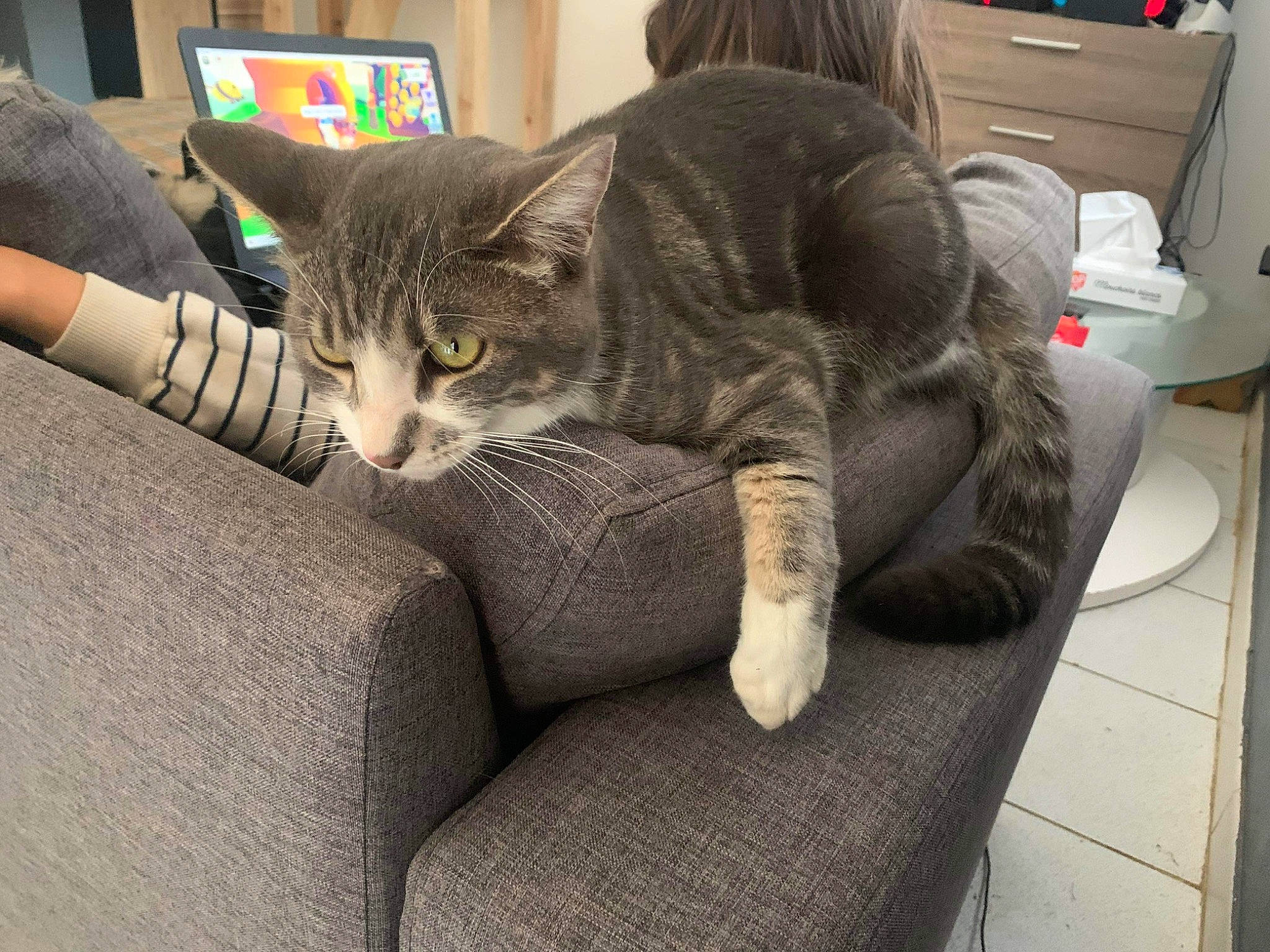 Grisou a rejoint le concours — aidez-le/la à gagner de superbes lots ! carnivore, cat, comfort, couch, domestic_short_haired_cat, felidae, fur, gesture, grey, human_leg, lap, living_room, nap, paw, room, sitting, small_to_medium_sized_cats, studio_couch, tail, whiskers