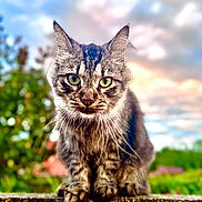 Hop participe au concours pour gagner de l'argent avec cette photo : cat, tabby, animal, outdoor, wall, concrete, greenery, sky, clouds, whiskers, ears, feline, mammal, nature, portrait, closeup, eyes, paws, pet, focus