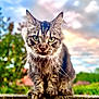 cat, tabby, animal, outdoor, wall, concrete, greenery, sky, clouds, whiskers, ears, feline, mammal, nature, portrait, closeup, eyes, paws, pet, focus