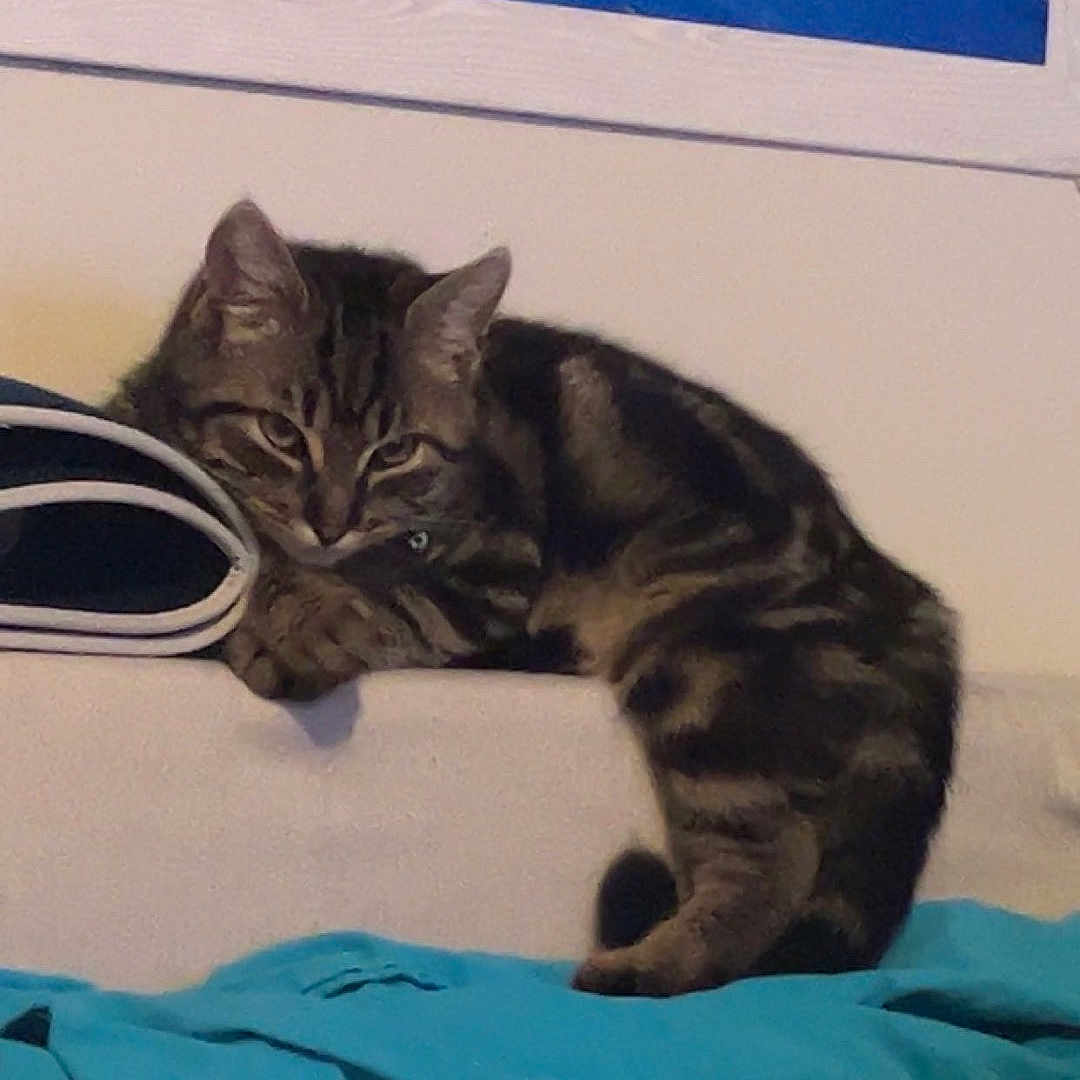 Twix participe au concours pour gagner de l'argent avec cette photo : animal, bed, bedroom, cat, couch, cushion, face, furniture, head, homedecor, indoors, kitten, manx, person, pet, photography, portrait, rock, room, sleeping