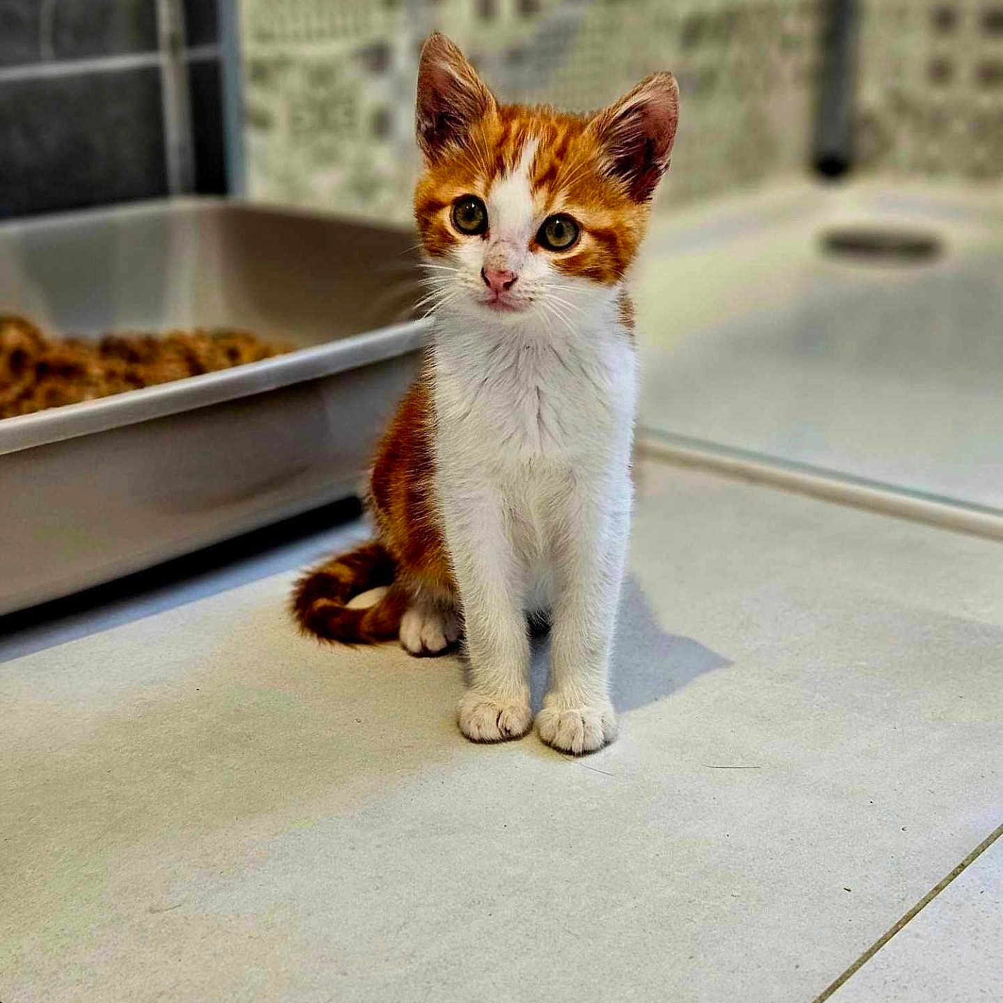 Yoko a rejoint le concours — aidez-le/la à gagner de superbes lots ! abyssinian, angora, animal, cat, egyptiancat, grocerystore, hardwood, indoors, kitten, manx, pet, shop, slate, stainedwood, wood