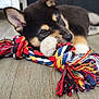 puppy, dog, toy, rope_toy, chewing, sleepy, indoor, floor, wooden_floor, pet, cute, young_dog, black_dog, tan_markings, relaxed, lying_down, cozy, fur, animal, playful