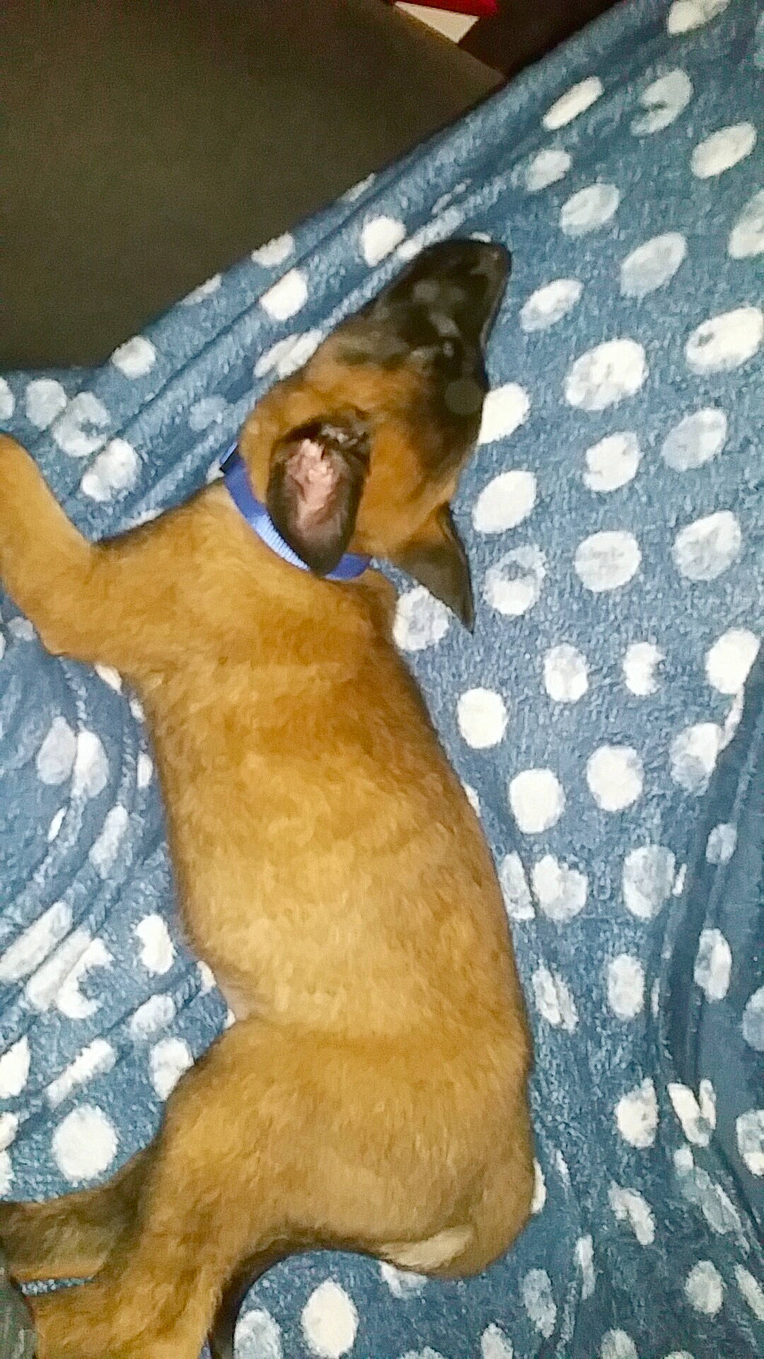 Pika a rejoint le concours — aidez-le/la à gagner de superbes lots ! boxer, canidae, carnivore, dog, dog_breed, fawn, feist, mountain_cur