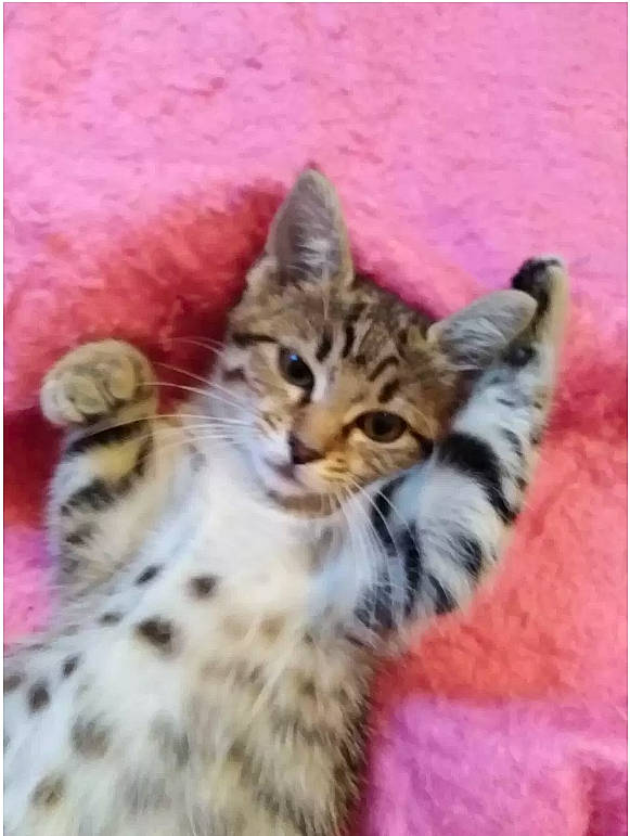 Papillon a rejoint le concours — aidez-le/la à gagner de superbes lots ! american_shorthair, asian, bengal, california_spangled, carnivore, cat, dragon_li, egyptian_mau, european_shorthair, felidae, kitten, mammal, pixie_bob, rusty_spotted_cat, savannah, small_to_medium_sized_cats, tabby_cat, vertebrate, whiskers, wild_cat