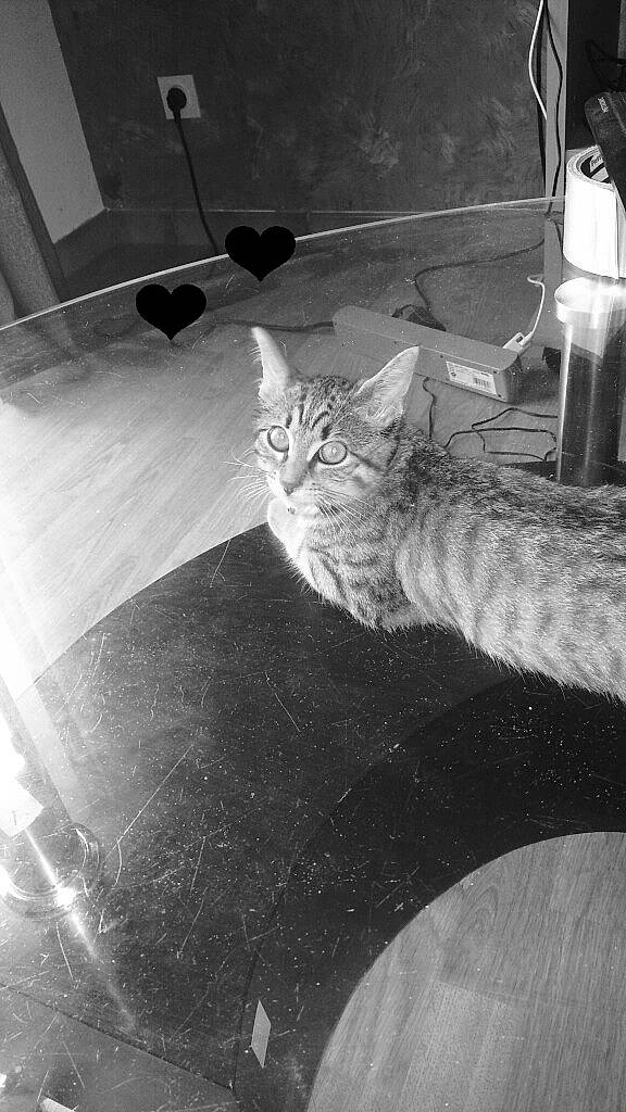 Papillon participe au concours pour gagner de l'argent avec cette photo : black_and_white, carnivore, cat, domestic_short_haired_cat, european_shorthair, felidae, floor, flooring, kitten, monochrome, monochrome_photography, photography, small_to_medium_sized_cats, snapshot, tabby_cat, tail, whiskers, white