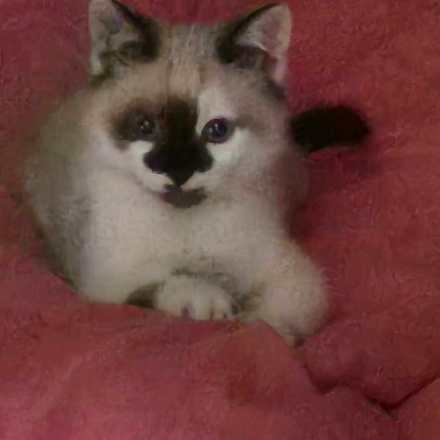 Sheridan participe au concours pour gagner de l'argent avec cette photo : animal, blanket, cat, comfort, cozy, cute, ears, face, feline, fluffy, fur, indoor, paws, pet, pink, portrait, relaxed, resting, soft, young