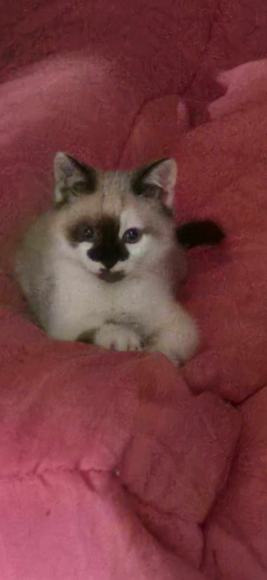 Sheridan participe au concours pour gagner de l'argent avec cette photo : animal, blanket, cat, comfort, cozy, cute, ears, face, feline, fluffy, fur, indoor, paws, pet, pink, portrait, relaxed, resting, soft, young