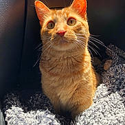 Berry is registered to the contest to win money with this photo: animal, blanket, car_seat, cat, closeup, cozy, cute, domestic_cat, feline, fluffy, fur, indoor, looking_up, orange_tabby, pet, portrait, relaxed, sunlight, warm_light, whiskers