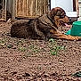 dog, brown_dog, panting, lying_down, outdoor, yard, dry_leaves, water_bowl, fence, wooden_fence, green_bowl, pet, animal, daylight, tongue_out, collar, resting, nature, grass, ground