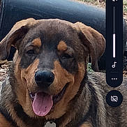 Rocky joined the competition — help win amazing prizes! dog, mud, tongue_out, outdoor, grass, pipe, dirt, pet, animal, canine, collar, tag, relaxed, brown_fur, black_fur, muddy_paw, happy, sitting, nature, daylight