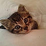 Whiskas participe au concours pour gagner de l'argent avec cette photo :
