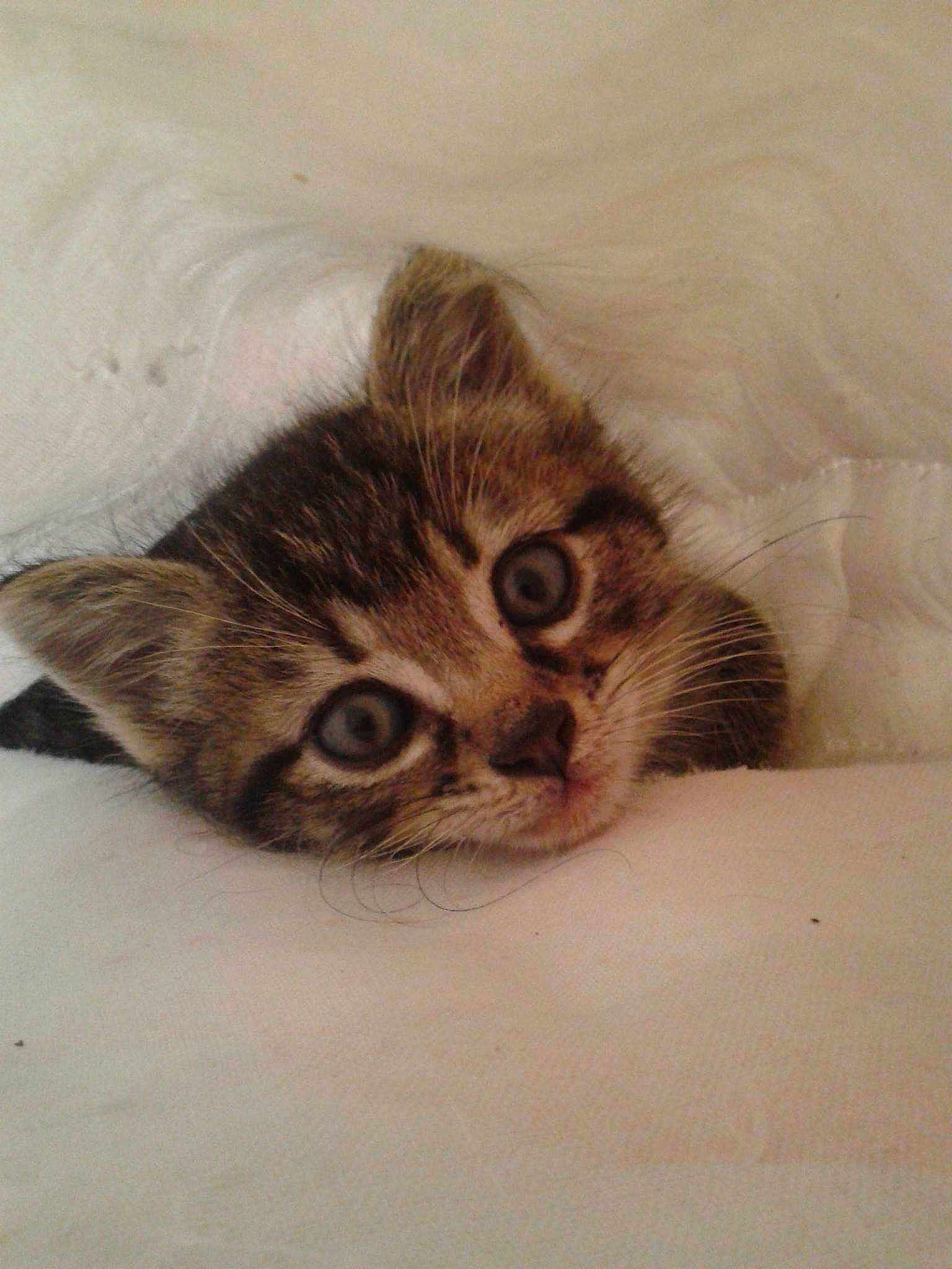 Whiskas participe au concours pour gagner de l'argent avec cette photo :