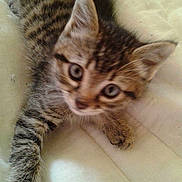 Whiskas participe au concours pour gagner de l'argent avec cette photo :
