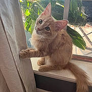 Milo is registered to the contest to win money with this photo: cat, kitten, ginger_cat, windowsill, curtain, paw, green_leaves, window, indoor, pet, curious, feline, young_cat, natural_light, playful, animal, domestic_cat, whiskers, tail, carpet