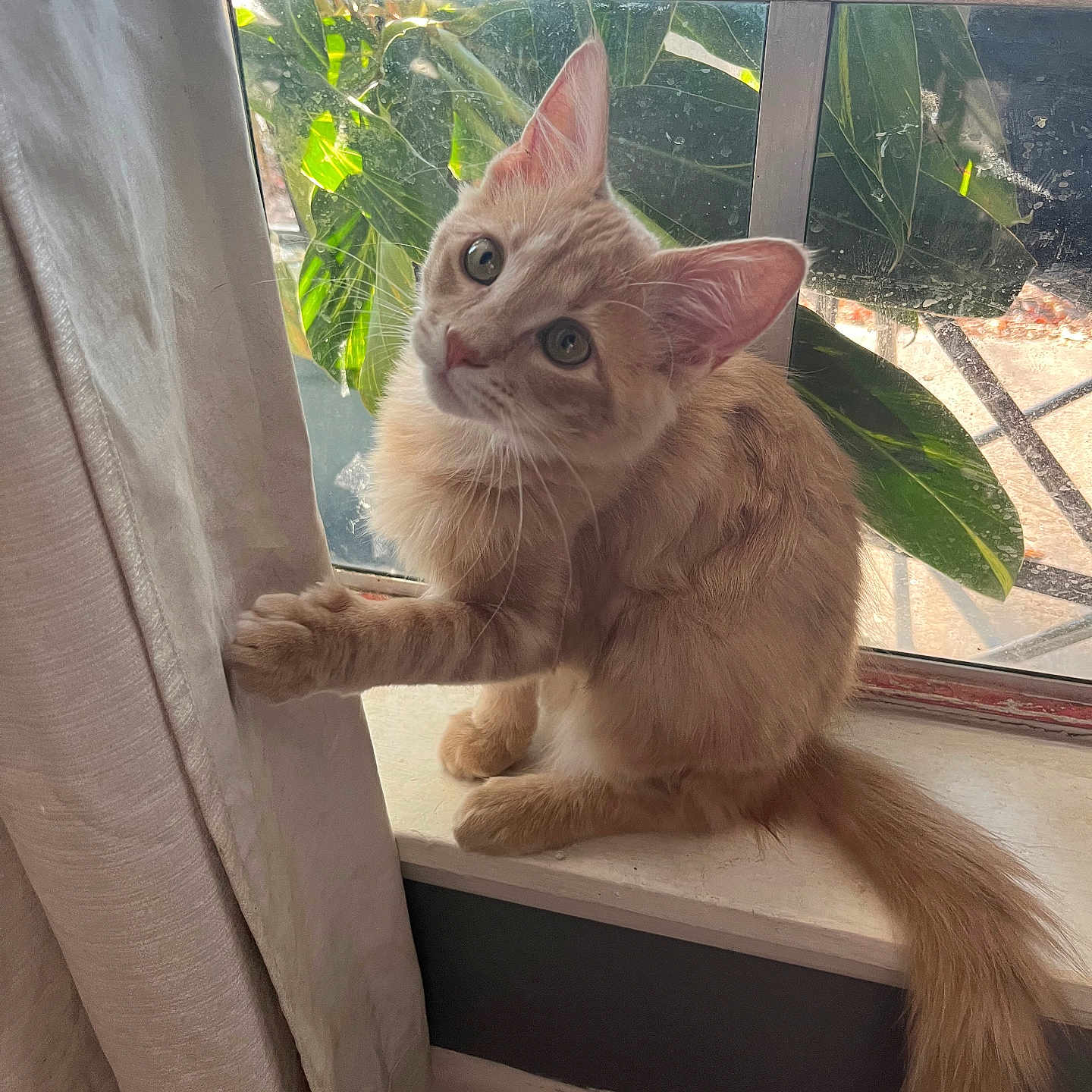 Milo is registered to the contest to win money with this photo: animal, carpet, cat, curious, curtain, domestic_cat, feline, ginger_cat, green_leaves, indoor, kitten, natural_light, paw, pet, playful, tail, whiskers, window, windowsill, young_cat