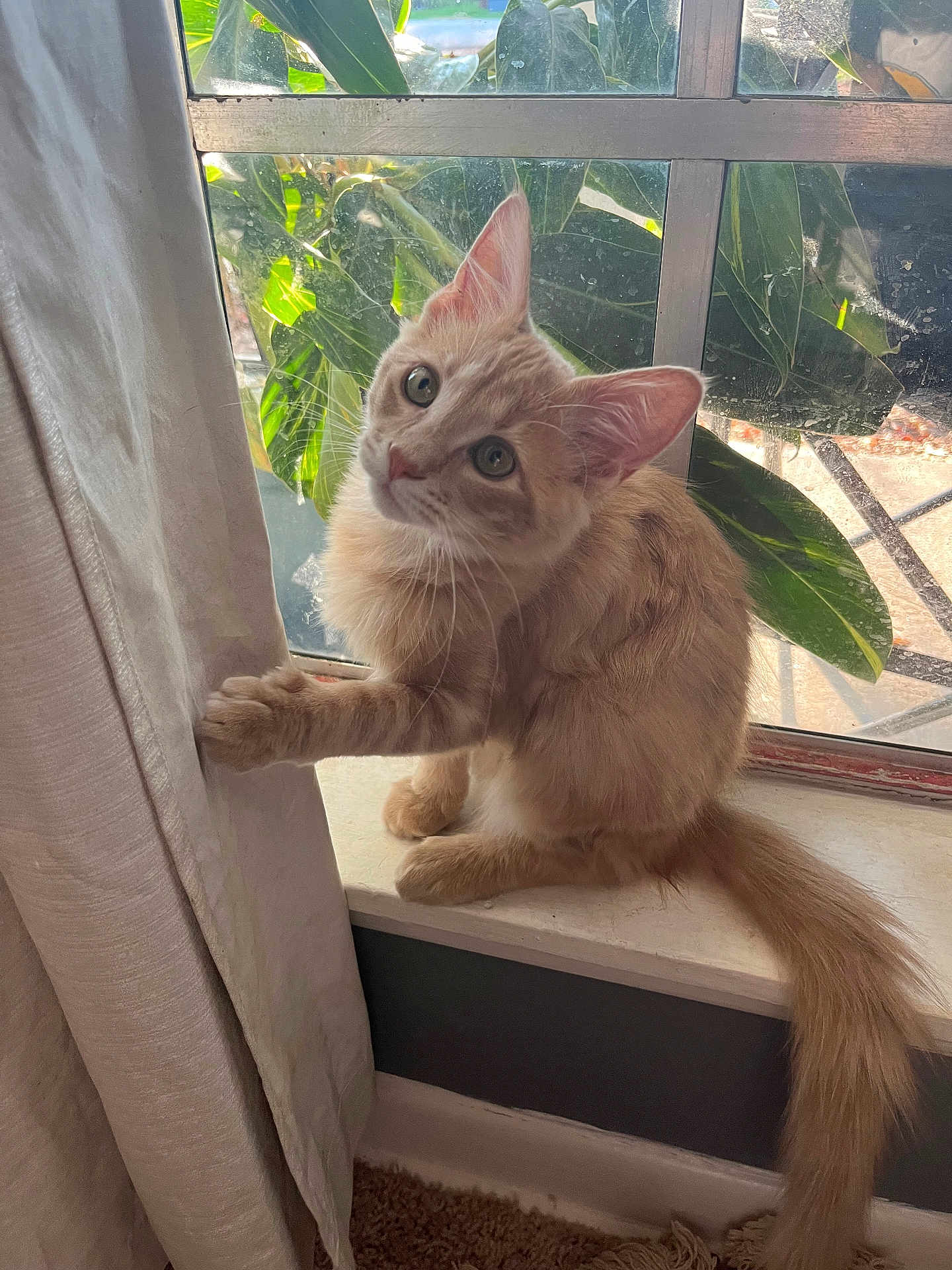 Milo is registered to the contest to win money with this photo: cat, kitten, ginger_cat, windowsill, curtain, paw, green_leaves, window, indoor, pet, curious, feline, young_cat, natural_light, playful, animal, domestic_cat, whiskers, tail, carpet
