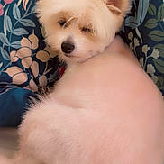 Luna Lou joined the competition — help win amazing prizes! dog, white_dog, fluffy, pet, animal, indoor, cushion, floral_pattern, resting, sleepy, fur, groomed, cute, companion, small_dog, relaxed, domestic, portrait, closeup, cozy