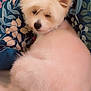 dog, white_dog, fluffy, pet, animal, indoor, cushion, floral_pattern, resting, sleepy, fur, groomed, cute, companion, small_dog, relaxed, domestic, portrait, closeup, cozy