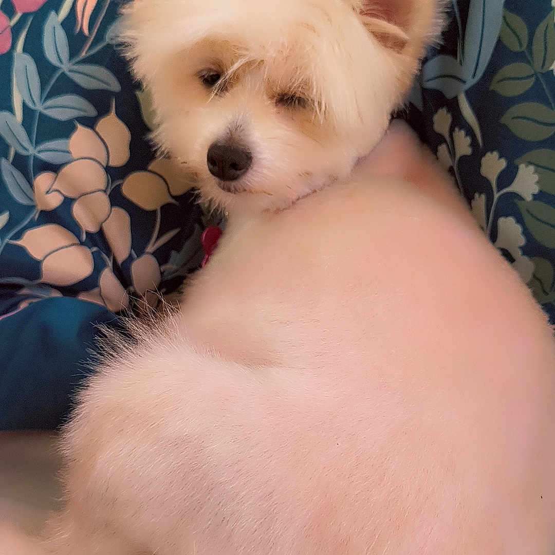 Luna Lou joined the competition — help win amazing prizes! animal, closeup, companion, cozy, cushion, cute, dog, domestic, floral_pattern, fluffy, fur, groomed, indoor, pet, portrait, relaxed, resting, sleepy, small_dog, white_dog