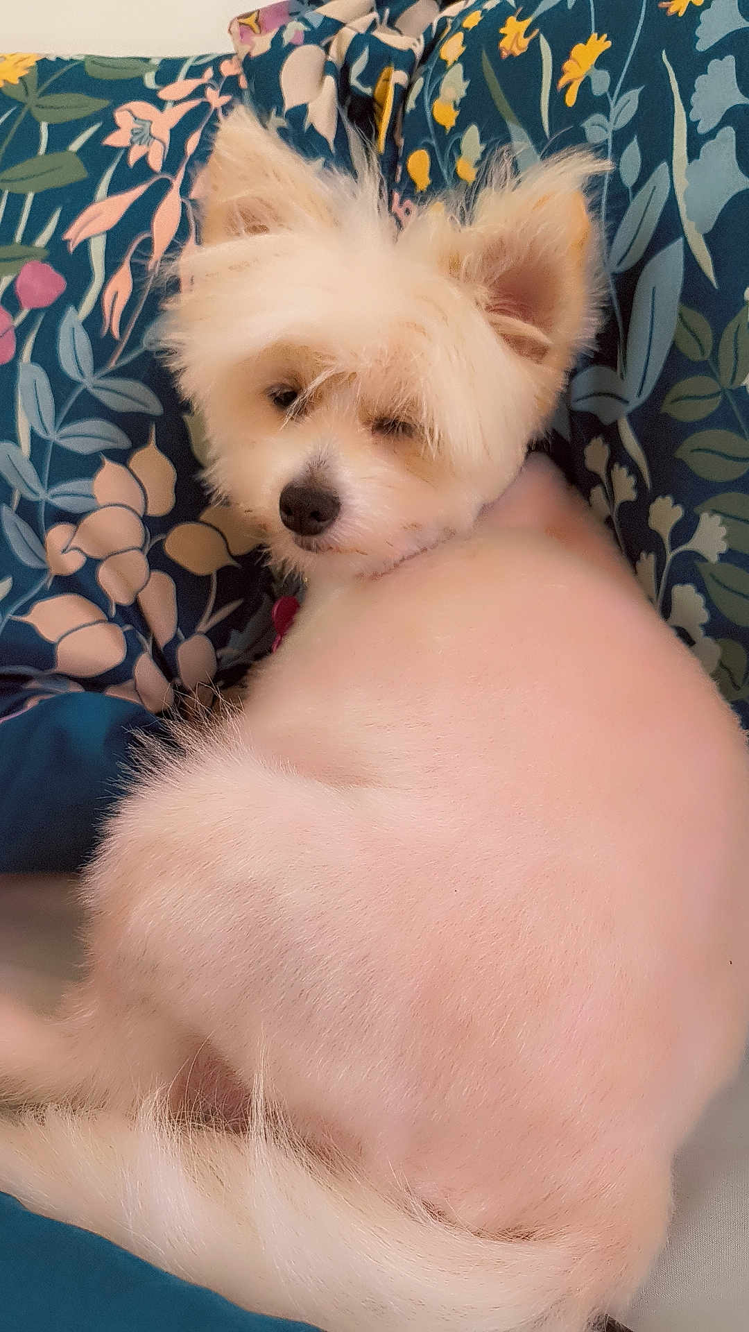 Luna Lou joined the competition — help win amazing prizes! dog, white_dog, fluffy, pet, animal, indoor, cushion, floral_pattern, resting, sleepy, fur, groomed, cute, companion, small_dog, relaxed, domestic, portrait, closeup, cozy