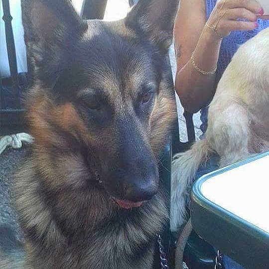 Hatchi