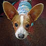 Hank is registered to the contest to win money with this photo: puppy, dog, ears, cute, pet, indoor, carpet, blue_clothing, animal, face, whiskers, brown_and_white, young, looking_up, small_dog, fur, domestic_animal, nose, eyes, close_up