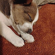 Hank is registered to the contest to win money with this photo: puppy, sleeping, brown_blanket, cozy, cute, fur, pet, animal, close_up, paw, resting, adorable, domestic_animal, young, snout, soft, relaxation, companion, furry, indoors