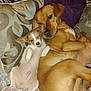Hank is registered to the contest to win money with this photo: dog, puppy, couch, cushion, indoor, laying_down, relaxed, brown_dog, white_dog, small_dog, large_dog, pet, sleepy, cozy, fur, animal, companion, cute, resting, domestic