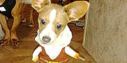 Hank is registered to the contest to win money with this photo: dog, puppy, costume, clothing, indoor, floor, ears, pet, animal, brown, white, curious, small, standing, tile_floor, background, domestic, cute, canine, house