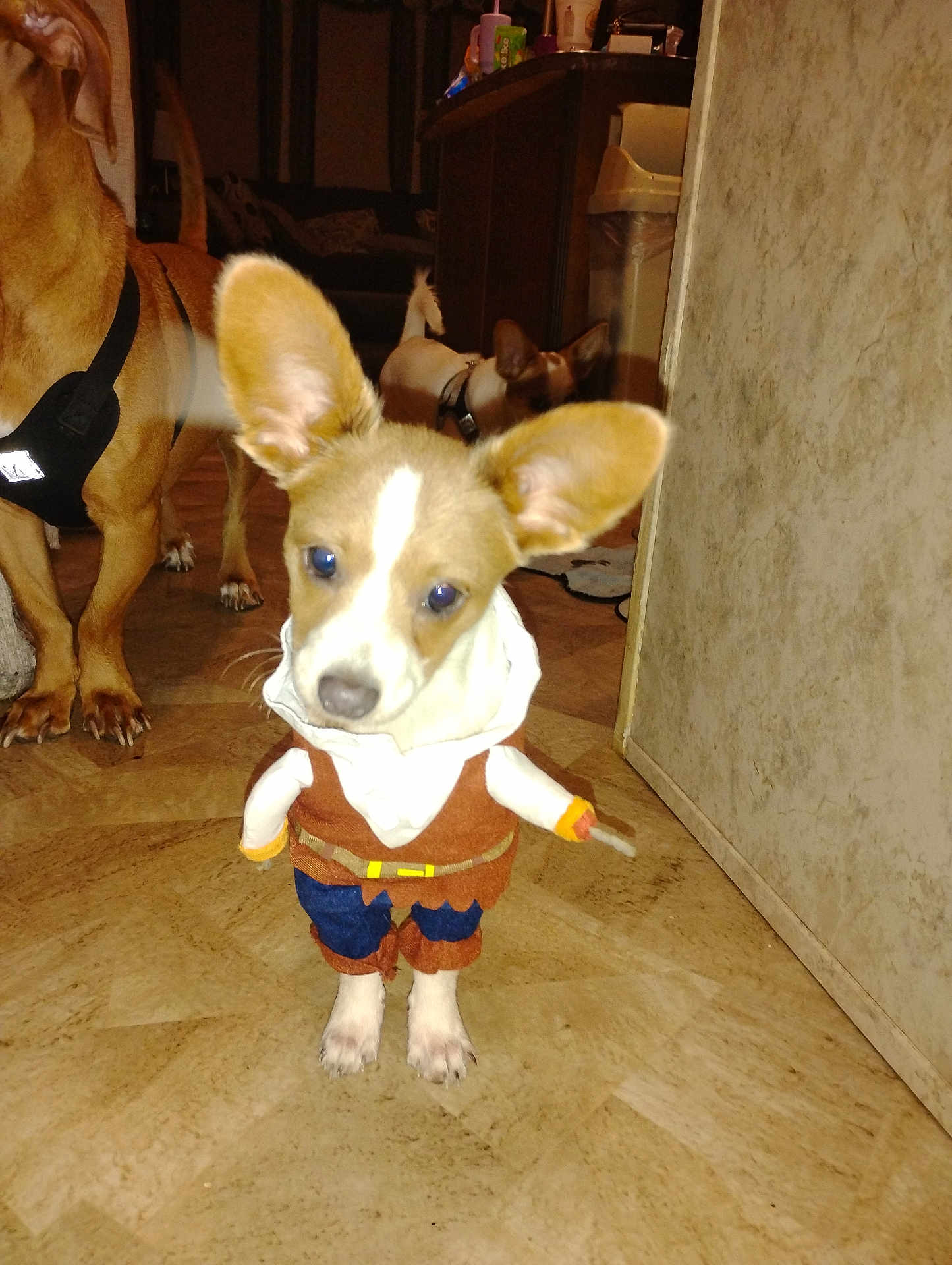 Hank