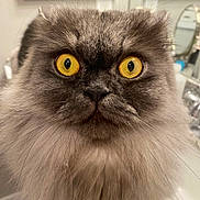 Cyrus Fluffingham is registered to the contest to win money with this photo: animal, cat, close_up, curious, cute, domestic_animal, eye_contact, face, feline, fluffy, fur, indoor, long_hair, looking, muzzle, pet, portrait, soft_lighting, whiskers, yellow_eyes