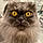 Cyrus Fluffingham