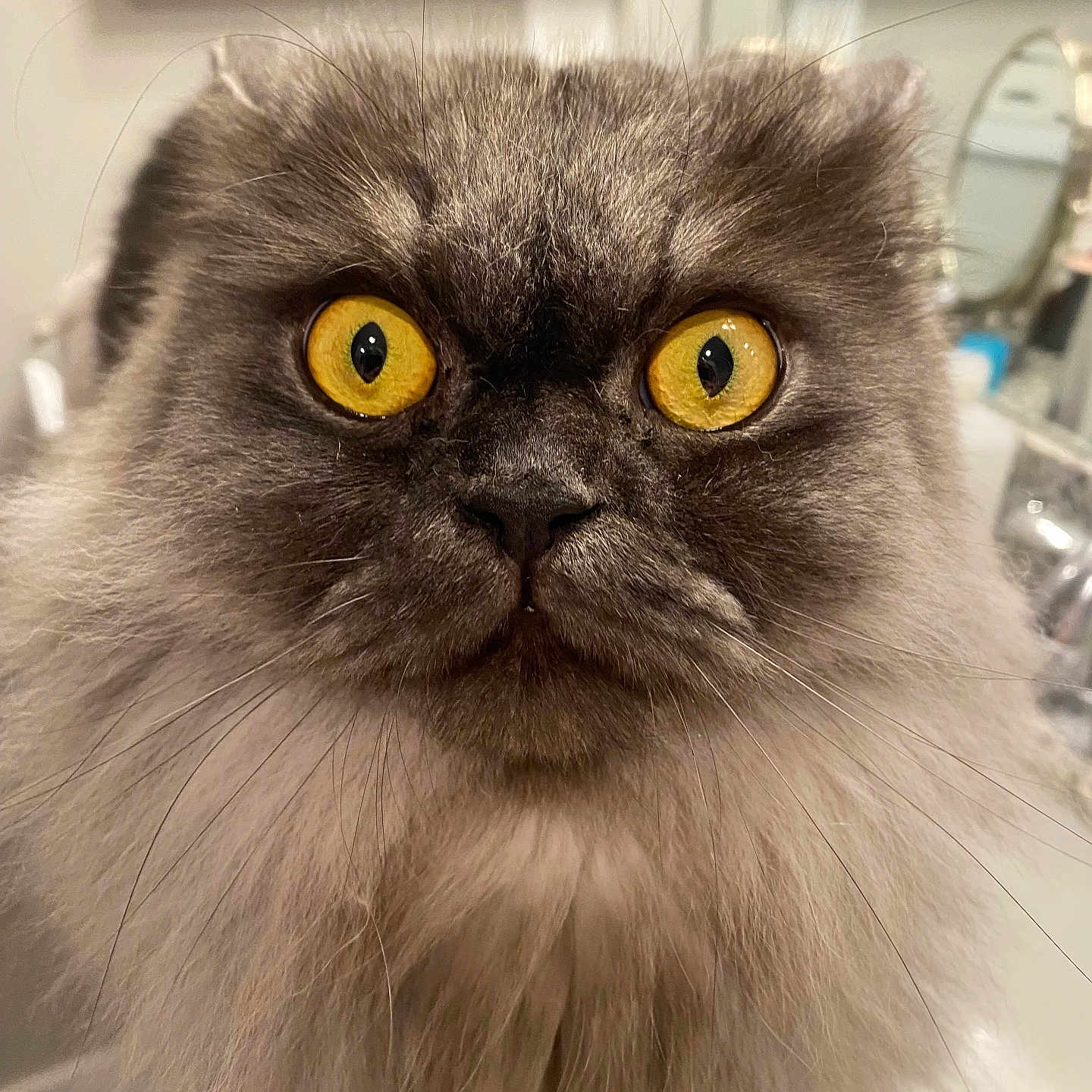 Cyrus Fluffingham
