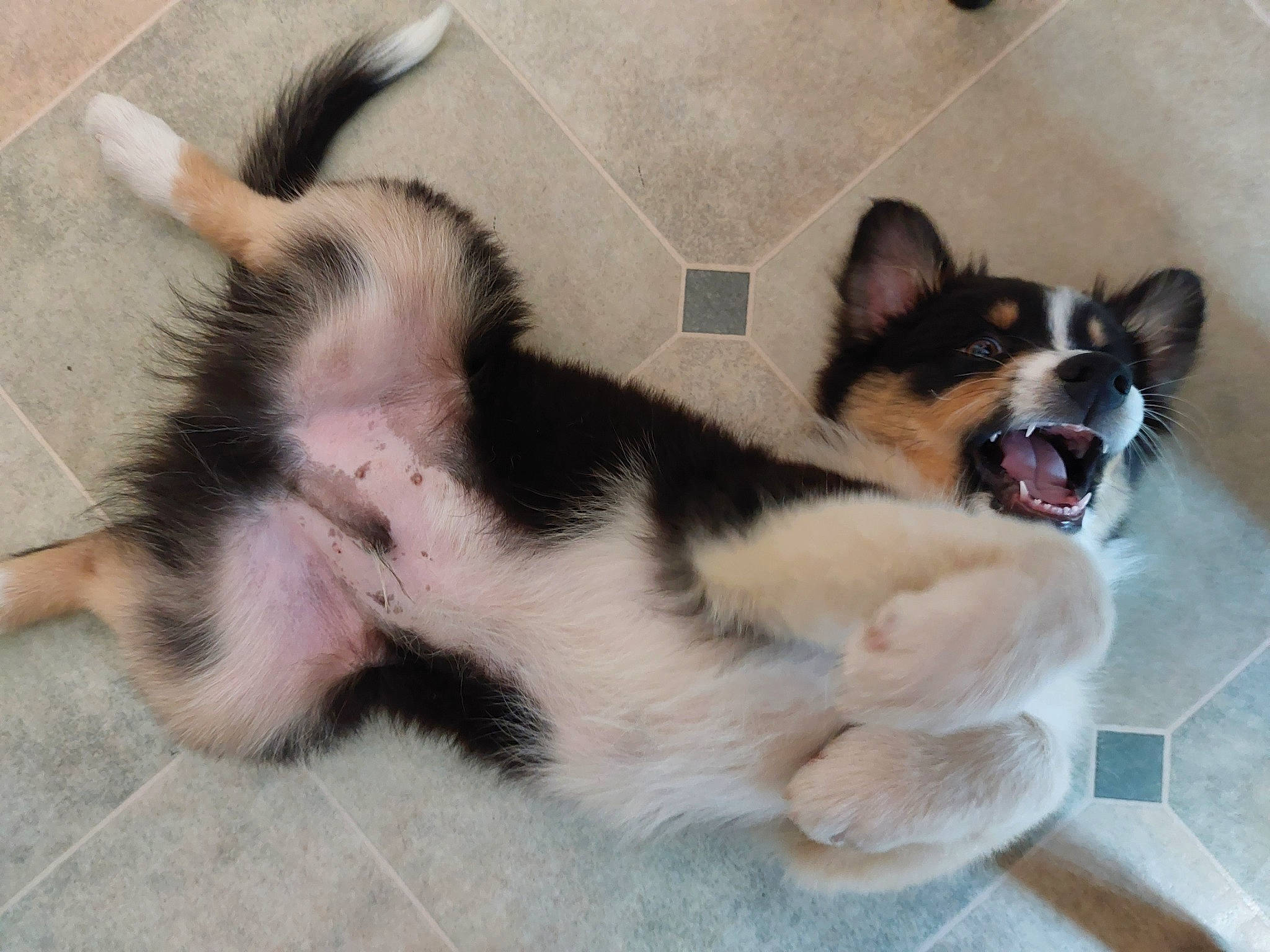 Taho a rejoint le concours — aidez-le/la à gagner de superbes lots ! canidae, carnivore, comfort, companion_dog, dog, dog_bed, dog_breed, fawn, felidae, flooring, foot, fur, herding_dog, paw, snout, sporting_group, tail, whiskers, working_animal, working_dog