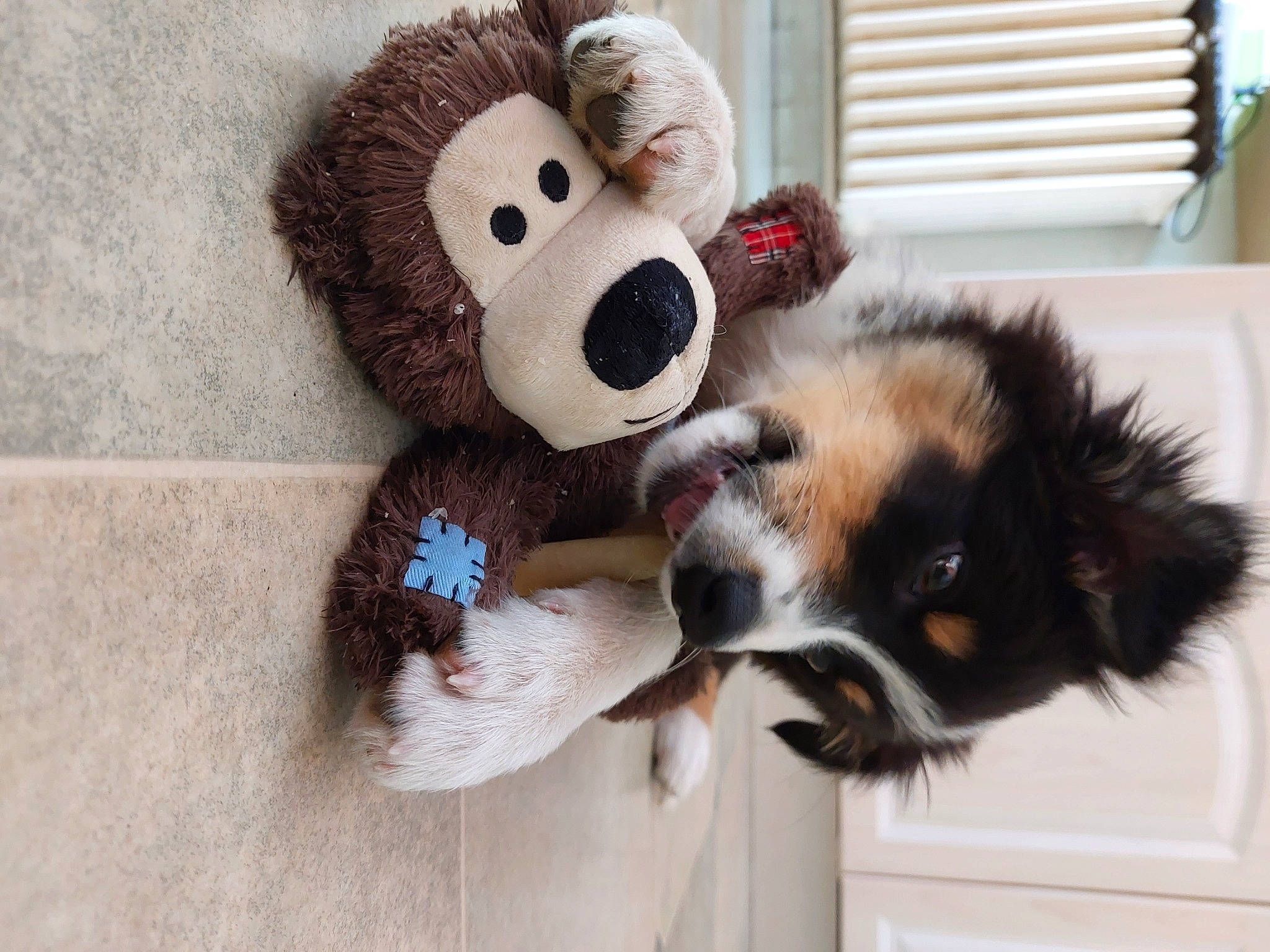Taho a rejoint le concours — aidez-le/la à gagner de superbes lots ! baby_toys, canidae, companion_dog, dog, dog_breed, dog_supply, fawn, fur, paw, plush, primate, red_panda, snout, sporting_group, stuffed_toy, tail, toy, toy_dog, wood, working_animal