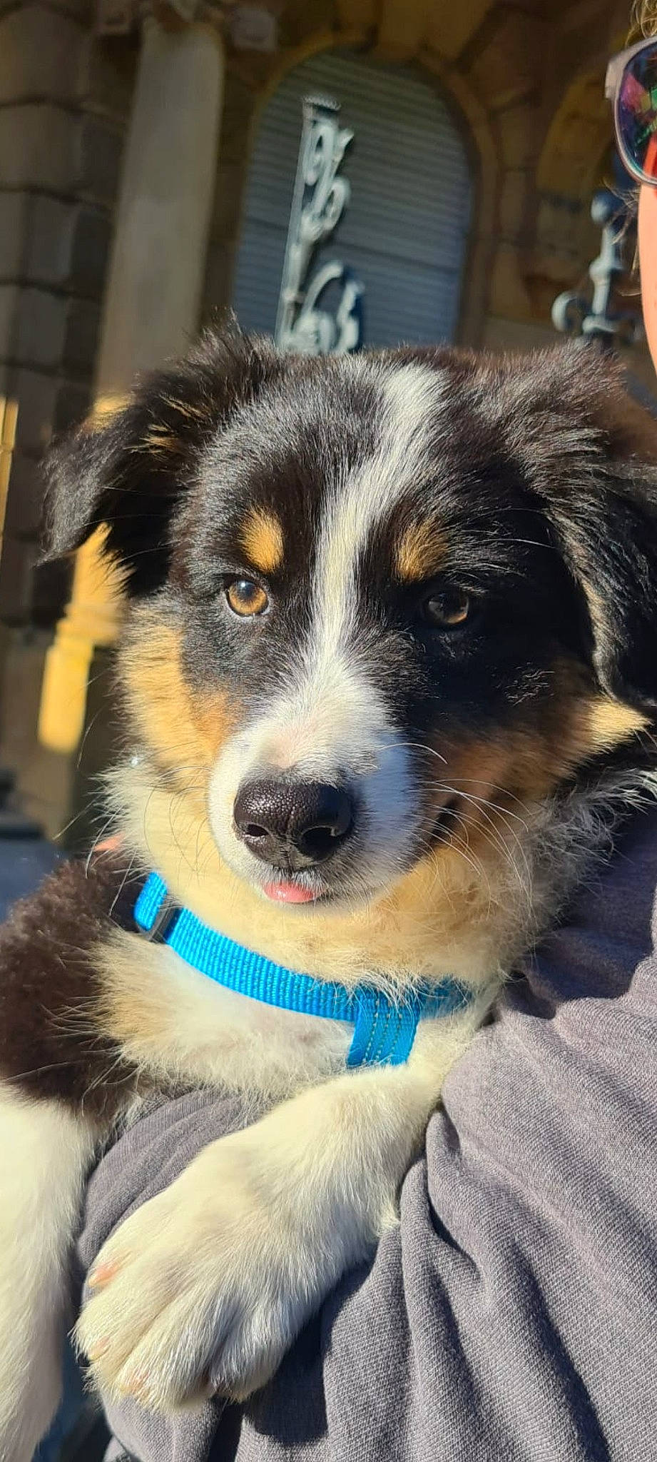 Taho a rejoint le concours — aidez-le/la à gagner de superbes lots ! canidae, carnivore, collar, companion_dog, dog, dog_breed, dog_collar, fur, herding_dog, plant, snout, sporting_group, terrestrial_animal, whiskers, working_animal, working_dog