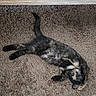 Moka a rejoint le concours — aidez-le/la à gagner de superbes lots ! cat, tortoiseshell, carpet, stretching, relaxed, indoor, pet, feline, paw, fur, whiskers, floor, home, animal, cute, sleepy, cozy, resting, mammal, domestic