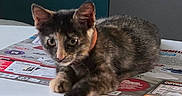 Moka participe au concours pour gagner de l'argent avec cette photo : kitten, cat, tortoiseshell, table, paper, indoor, pet, animal, fur, resting, curious, young, domestic, cute, whiskers, ears, eyes, furniture, relaxed, background