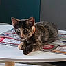 kitten, cat, tortoiseshell, table, paper, indoor, pet, animal, fur, resting, curious, young, domestic, cute, whiskers, ears, eyes, furniture, relaxed, background
