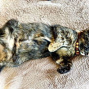Moka participe au concours pour gagner de l'argent avec cette photo : cat, tortoiseshell, sleeping, pet, feline, fur, collar, cozy, blanket, relaxed, cute, domestic_animal, whiskers, paw, resting, animal, indoor, soft, lying_down, nap