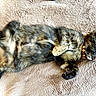 cat, tortoiseshell, sleeping, pet, feline, fur, collar, cozy, blanket, relaxed, cute, domestic_animal, whiskers, paw, resting, animal, indoor, soft, lying_down, nap