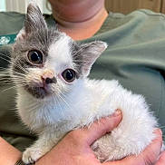 Ellie is registered to the contest to win money with this photo: kitten, cat, animal, pet, cute, furry, white_fur, gray_fur, person, hand, holding, indoor, closeup, curious, small, young, domestic, mammal, face, whiskers